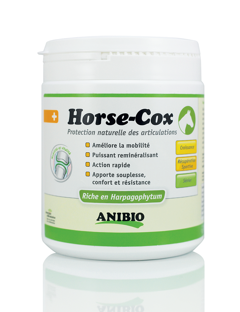 Horse-Cox Articulations du Cheval
