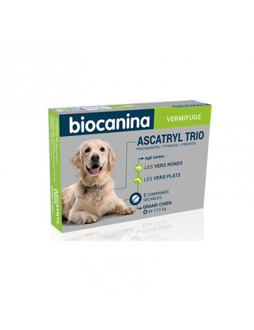 Ascatryl Trio Grand Chien