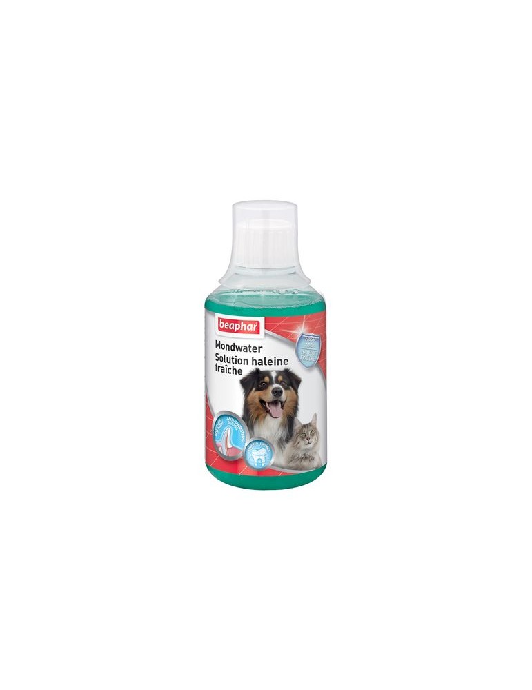 Solution haleine fraîche chien et chat