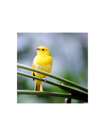 Canaris sur une branche