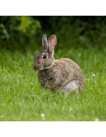 Lapin dans l'herbe