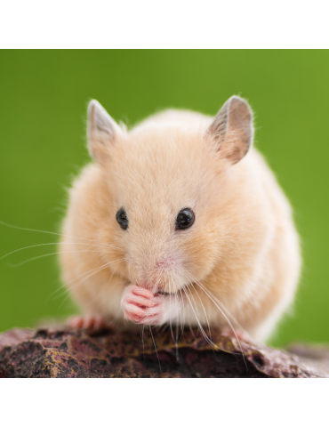 Hamster qui se tient le mains