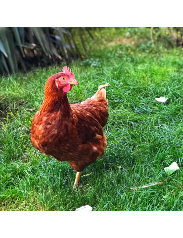 Poule dans l'herbe