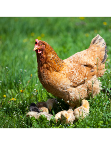 Poule et poussins dans l'herbe