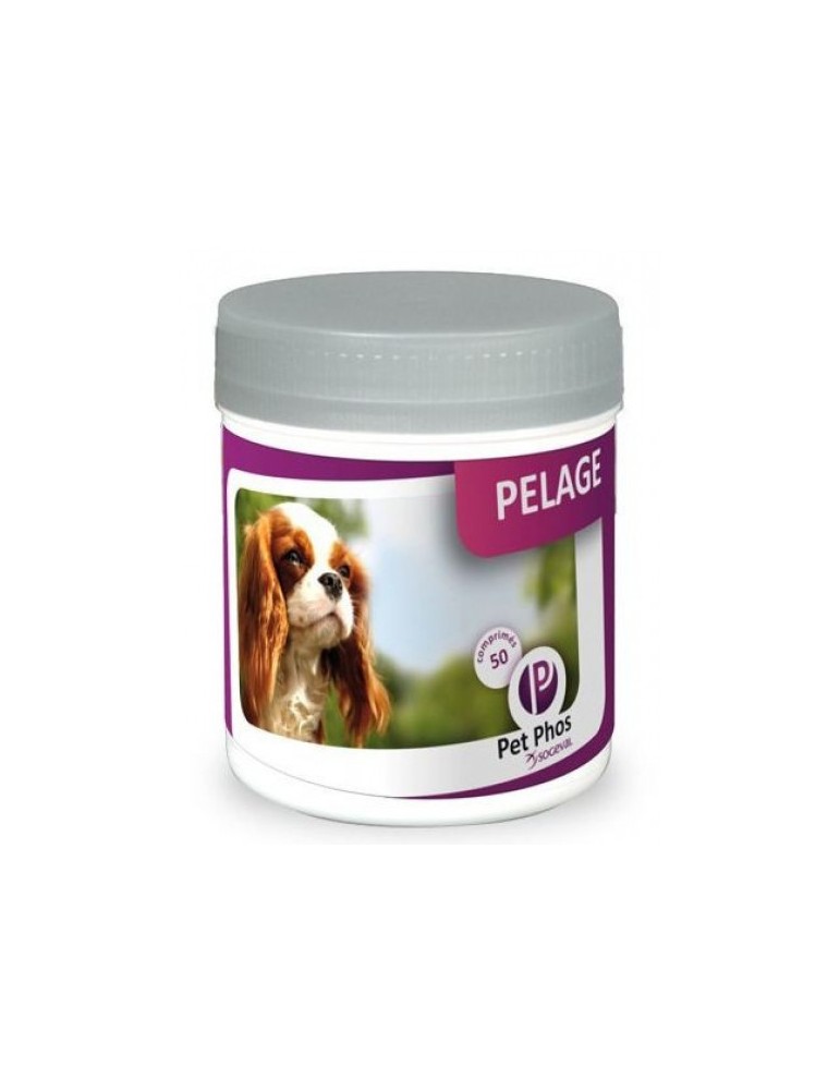 Boîte de Pet Phos Pelage pour Chien