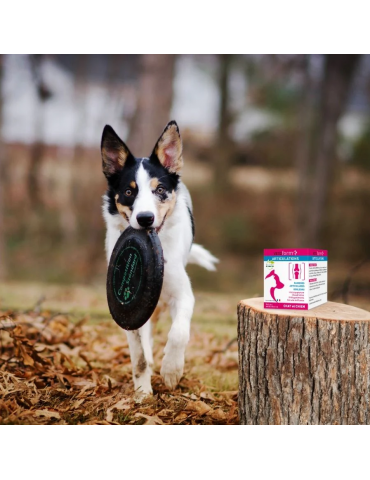 Chien qui joue avec un frisbee à côté du produit articulation vetoform