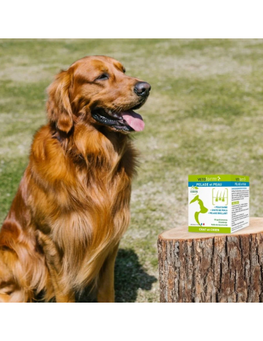 Golden retriever à côté du produit pelage et peau vetoform