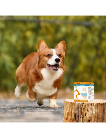 chien qui court à côté du produit multivitaminé vetoform