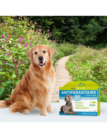 Labrador à côté du produit pipette antiparasitaire vetoform pour grand chien