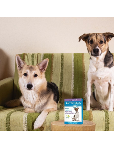 Chiens sur un canapé à côté du produit collier calmant pour chien vetoform