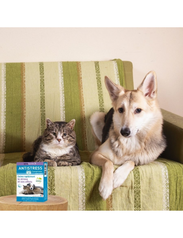 Chien et chat sur un canapé à côté du produit comprimés antistress vetoform