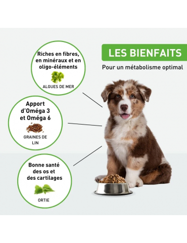 Vermiscan 100 mg vermifuge pour chiots et petits chiens 6 comprimés -  Univers-veto