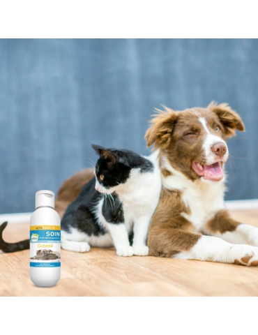 Chien assis sur un parquet qui cligne d'un œil à côté d'un chat qui regarde le produit lait anti-démangeaison vetoform