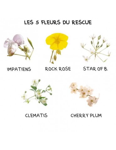 Fleurs composant le produit rescue pets