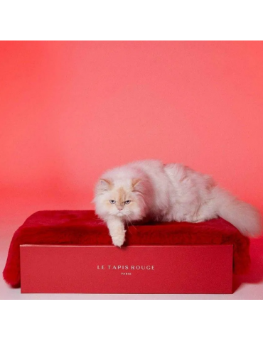 Chat pas content sur le tapis rouge paris qui fait mine de le protéger