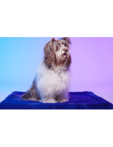 Chien sur tapis bleu space dream verso