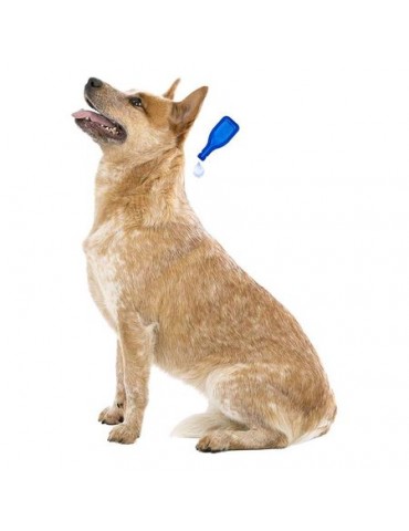 Chien et application pipette