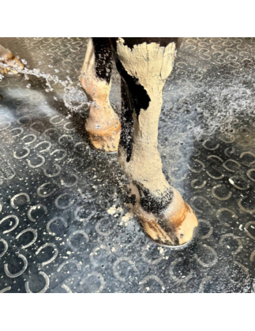 mise en situation d'une application de pâte d'argile sur un cheval