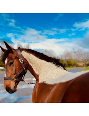 cheval qui a une couche de pâte d'argile sur le corps
