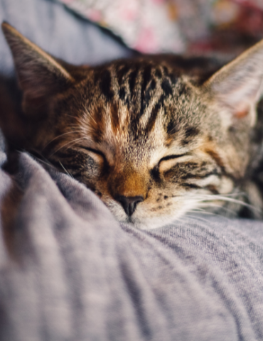 Litière Perlinette pour chat sensible - Hygiène et propreté du chat