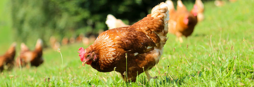 Poule qui picore dans l'herbe