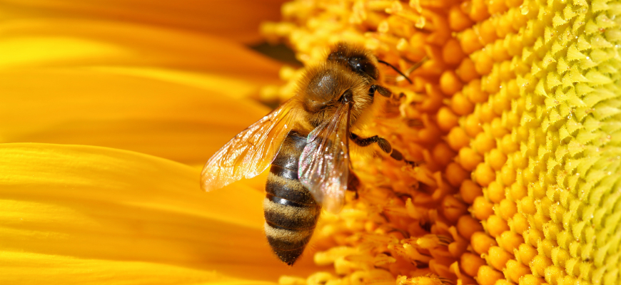 Abeille qui butine une fleur