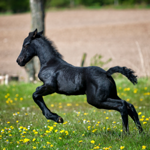 cheval noir qui court dans l'herbe