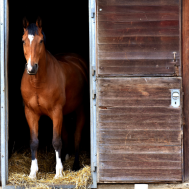 Box cheval