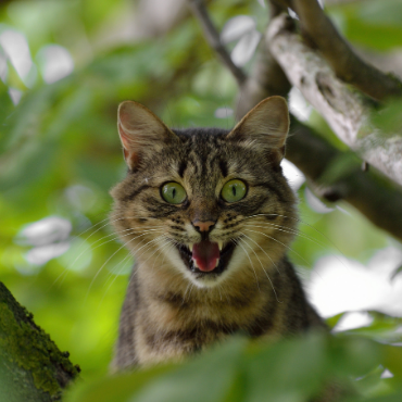 Chat qui ouvre sa bouche