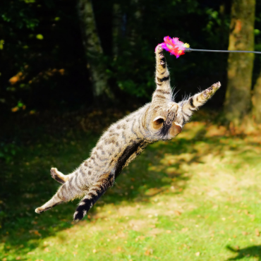 Chat qui joue dans l'herbe avec un plumeau