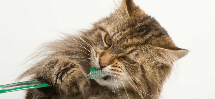 Chat qui tient une brosse à dent et se brosse les dentes