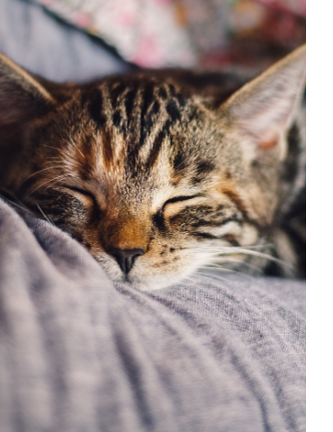 Boutique Chat Alimentation Traitement Et Vermifuges Pour Chat Boutique Chat Alimentation Traitement Et Vermifuges Pour Chat