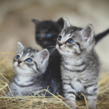 3 chatons