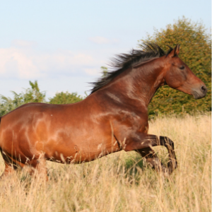 Cheval dans les hautes herbes