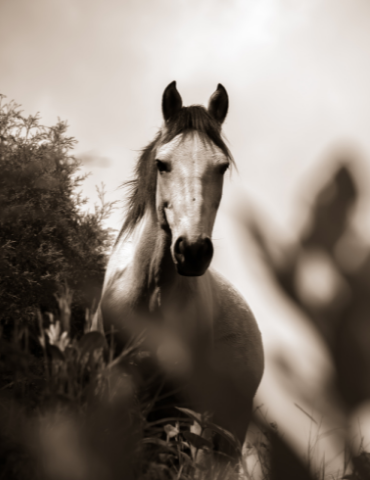 Portait cheval