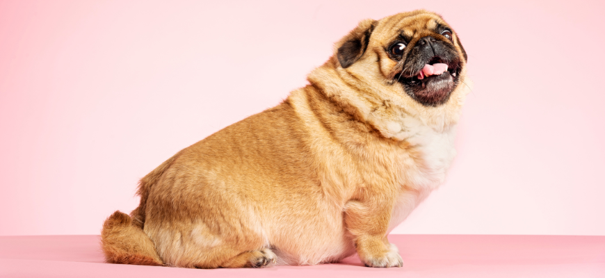 Chien avec un gros ventre qui se lèche les babines