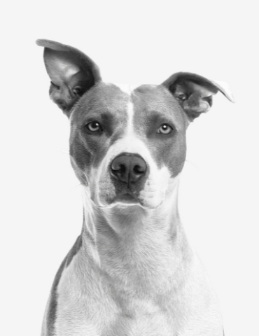 Portrait chien noir et blanc
