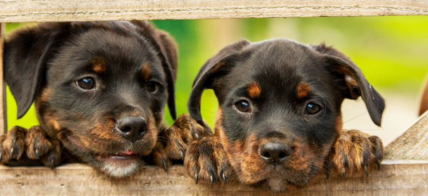 Chiots qui dépasse la tête sur une rambarde