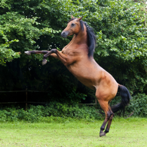 Cheval qui cabre