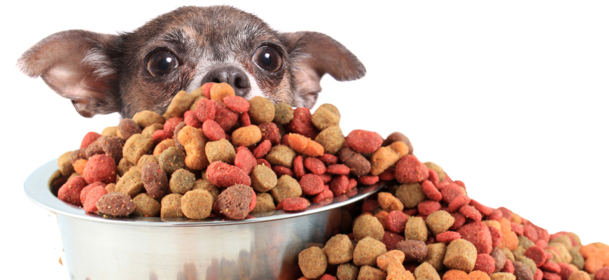 Petit chien qui regarde et renifle des croquettes