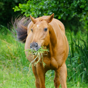 Cheval qui mange de l'herbe