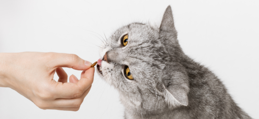 Personne qui donne une friandise à un chat