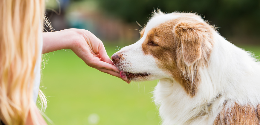 Moment de complicité d'une femme qui donne des friandises à son chien