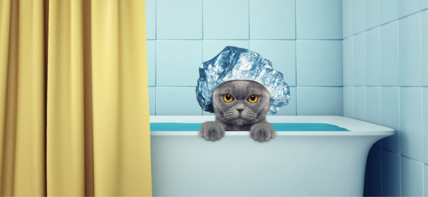 Chat dans une baignoire avec une charlotte bleue sur la tête