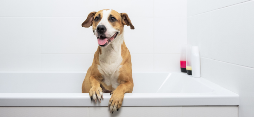 Chien dans une baignoire