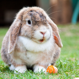 Lapin dans l'herbe