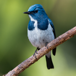 Oiseau blanc et bleu sur une branche