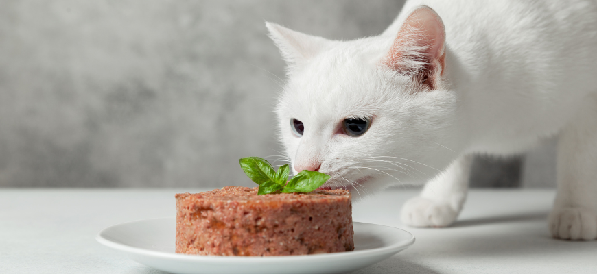 Chat qui renifle une pâtée