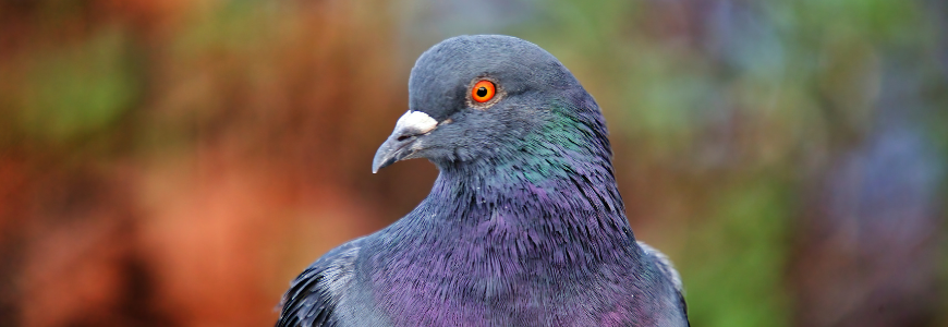 Pigeon