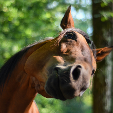 Gros plan cheval qui renifle